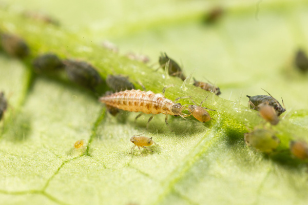 Chrysoperla carnea 1