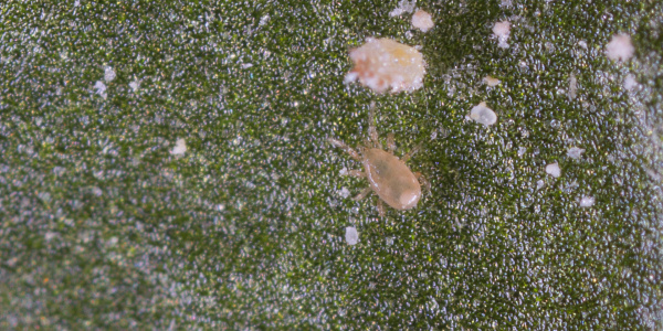Neoseiulus cucumeris 23 03