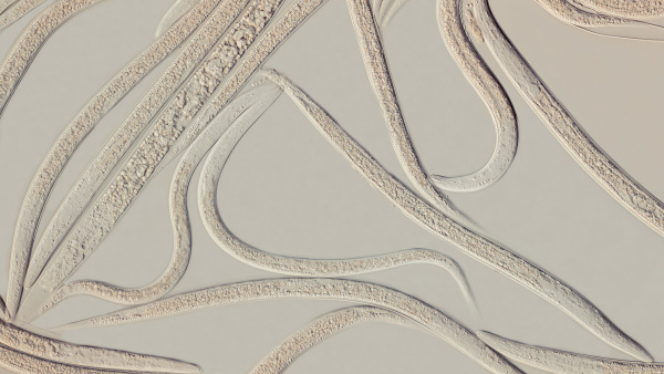 Heterorhabditis bacteriophora 4