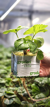 Маточное растение Х1, укоренённое кубик