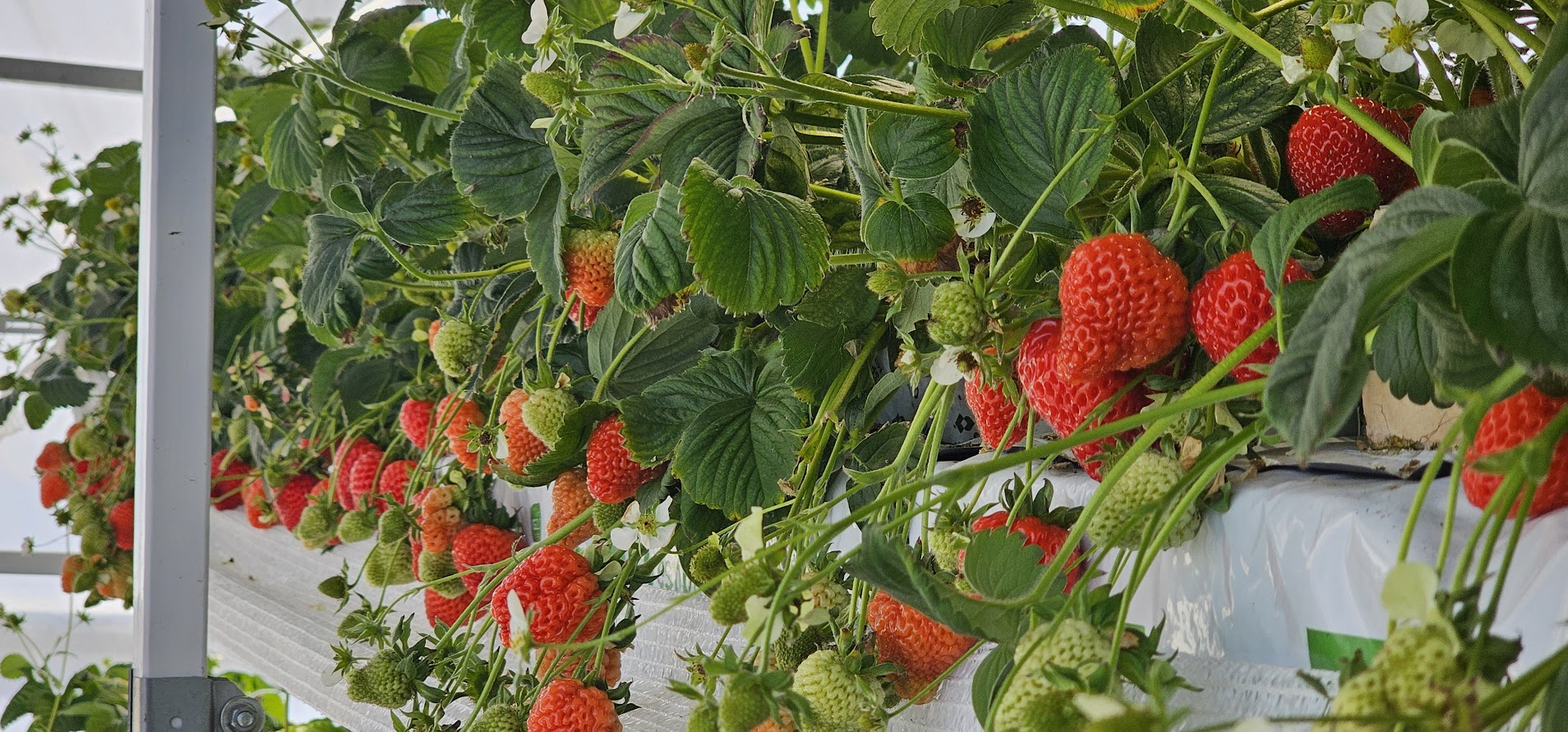 Плодоносящая земляника на одиночном стеллаже UFARMS