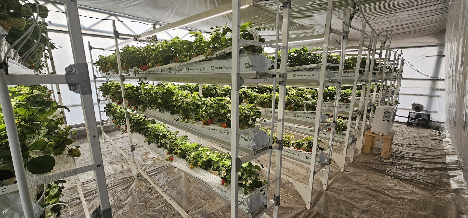 Ряд одиночных стеллажей UFARMS с земляникой в теплице