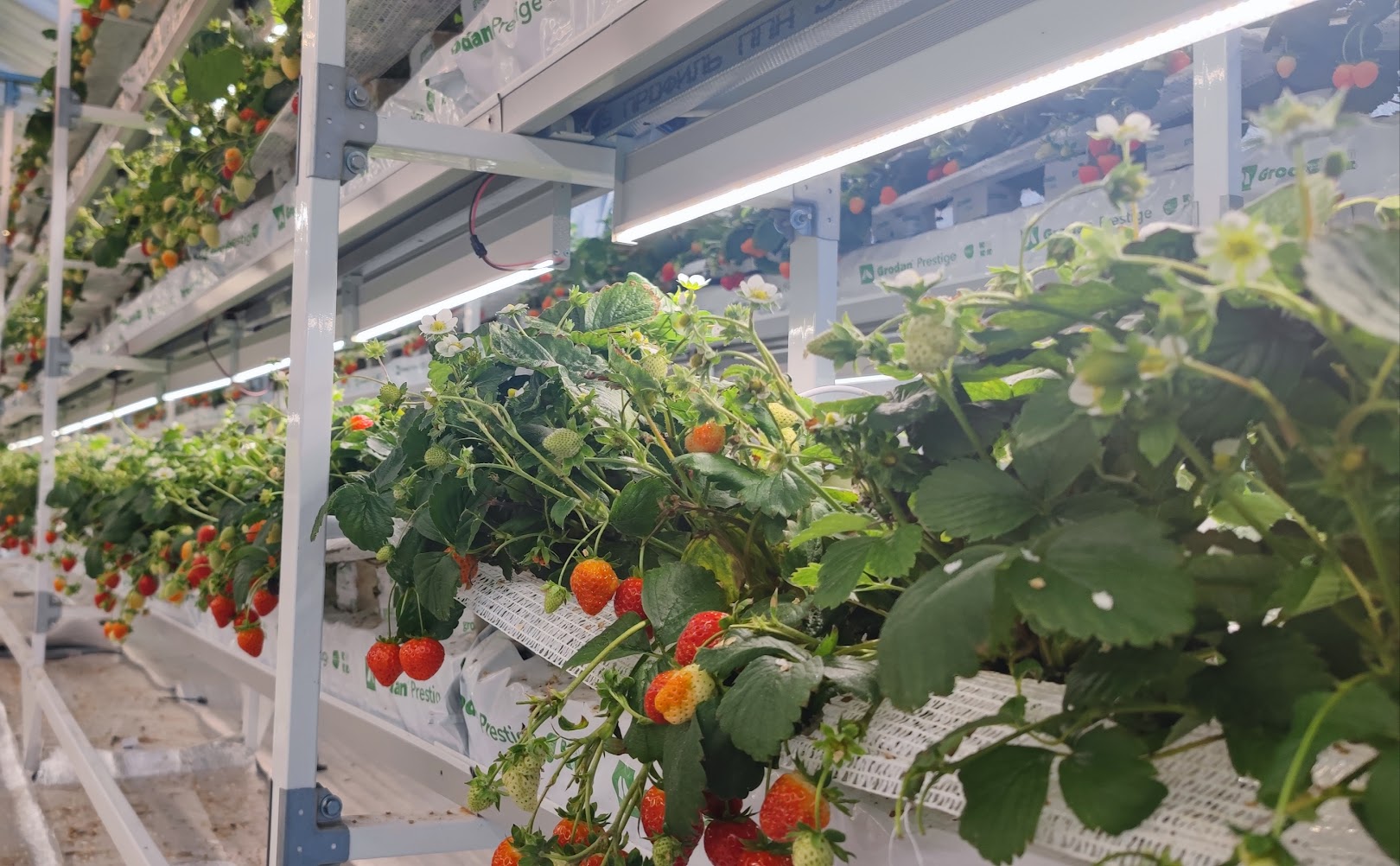 Одиночный стеллаж UFARMS с плодоносящей земляникой и линейной досветкой