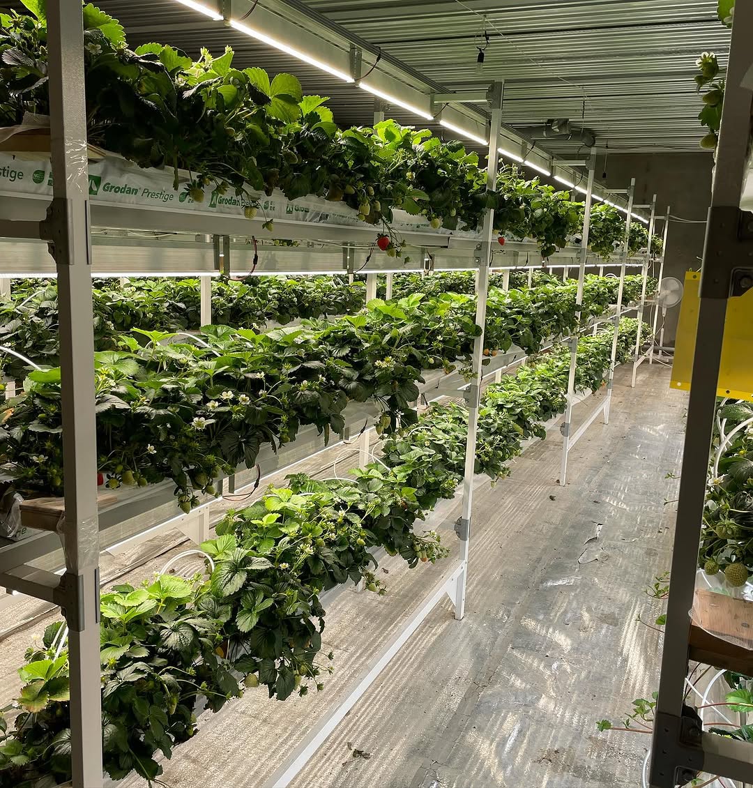 Одиночные стеллажи UFARMS с земляникой под линейной досветкой