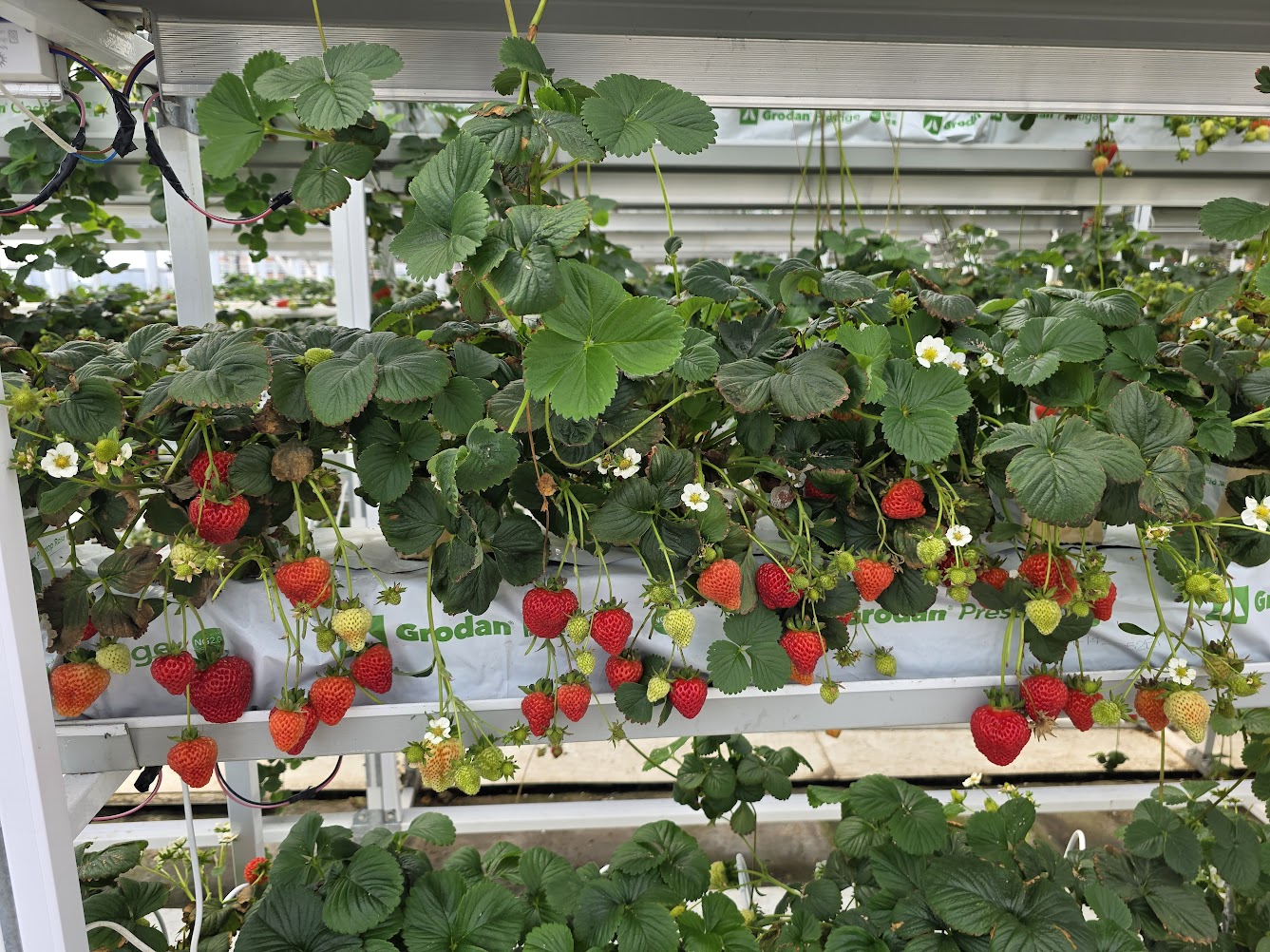 Плодоношение земляники на модульном стеллаже UFARMS