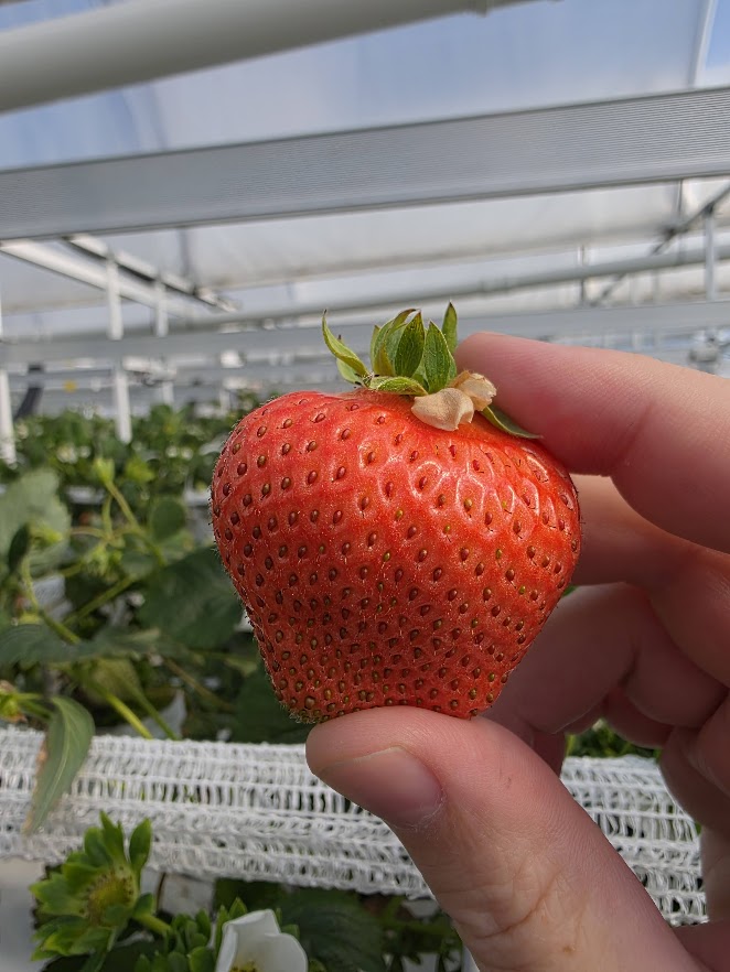 Ягода сорта Х1 крупным планом