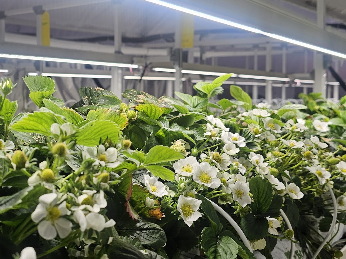 Сорт Х1 в период массового цветения