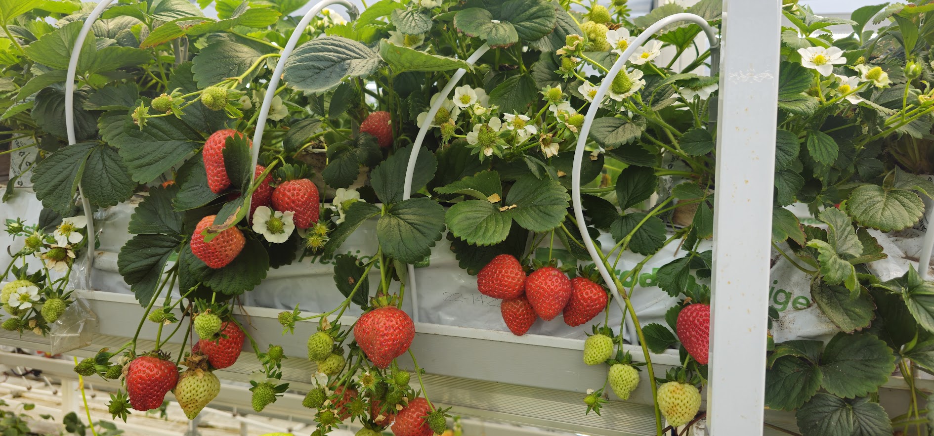 Сорт Х1 в период плодоношения на стеллаже UFARMS